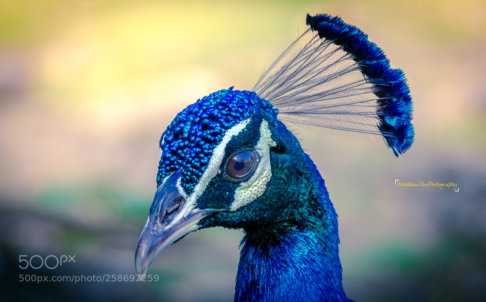 Nikon D5200 sample photo. Peacock photography