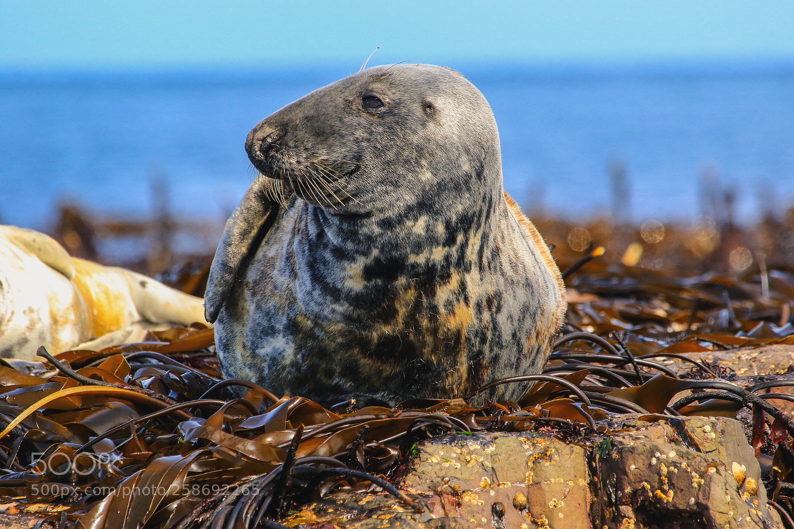 Canon EOS 7D Mark II sample photo. Seal photography