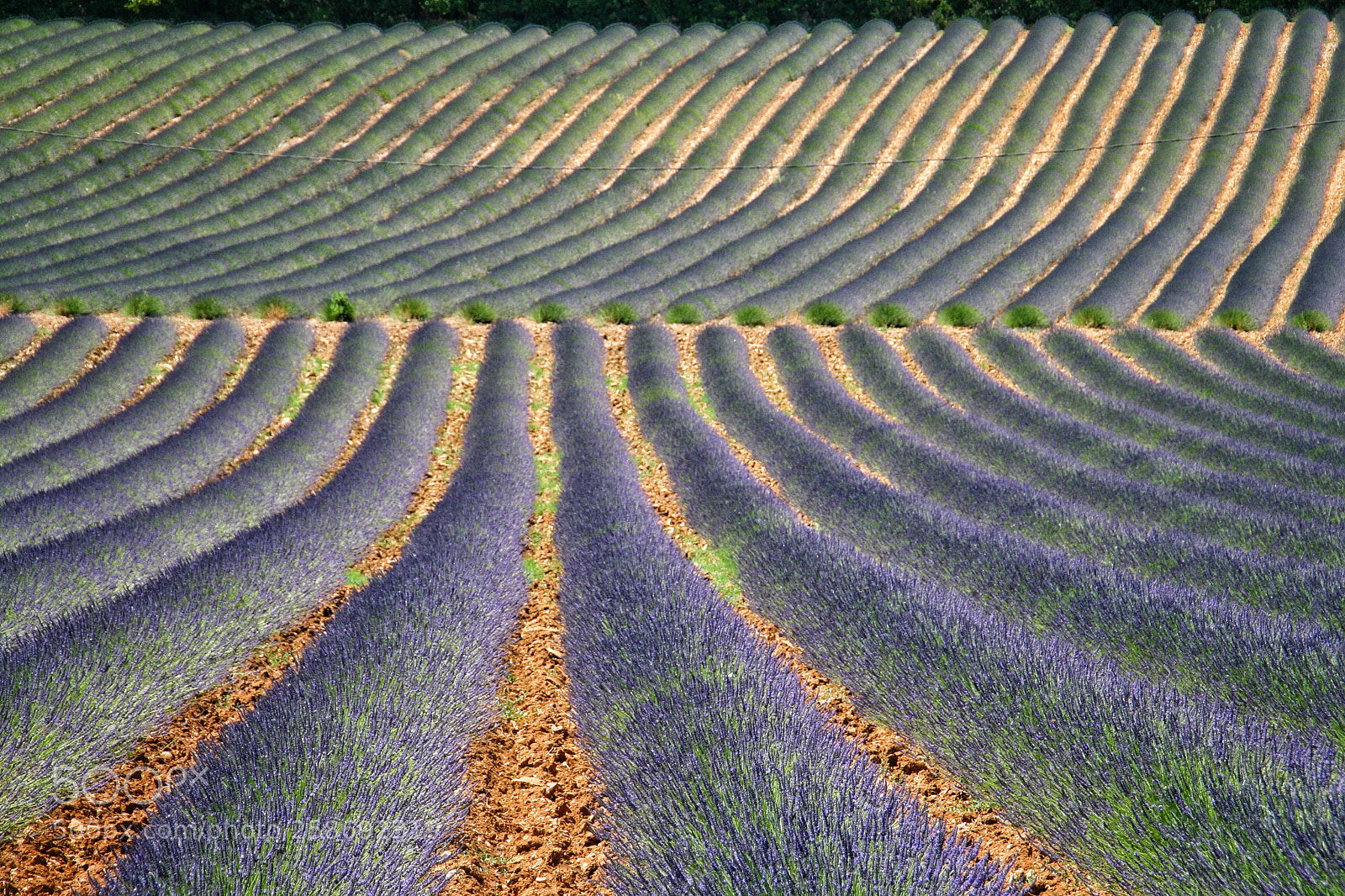 Canon EOS 400D (EOS Digital Rebel XTi / EOS Kiss Digital X) sample photo. Lavander road in france photography
