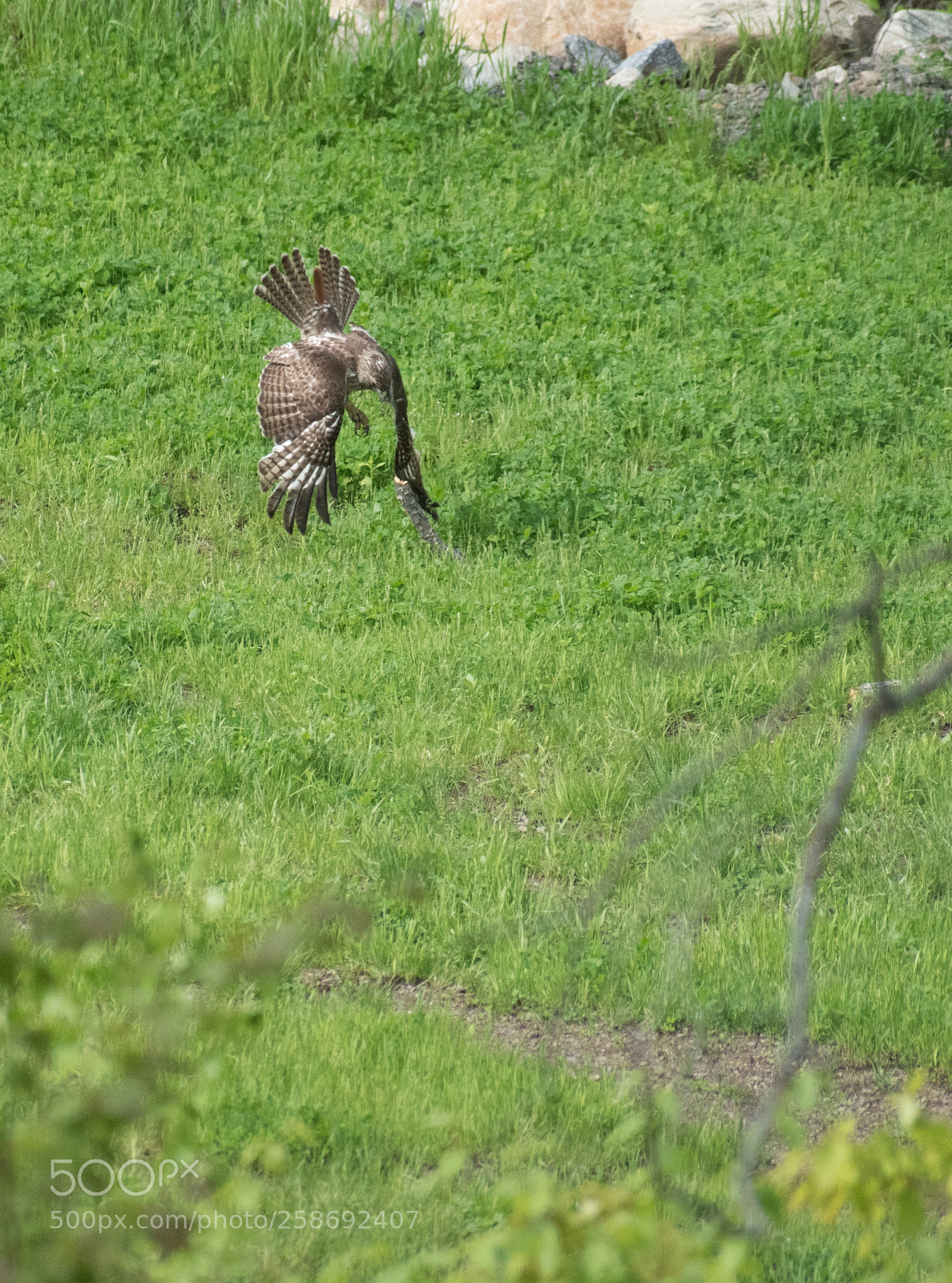 Nikon D5500 sample photo. Tail up! :-) photography