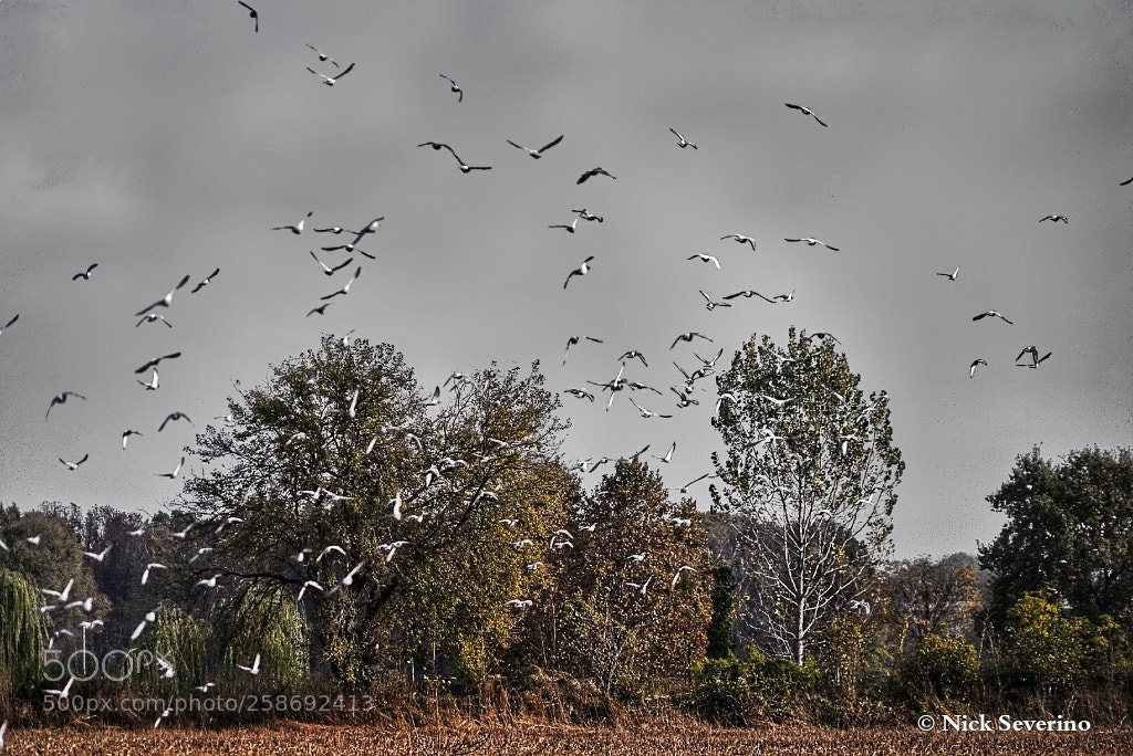 Sony a7R sample photo. A flock in flight photography