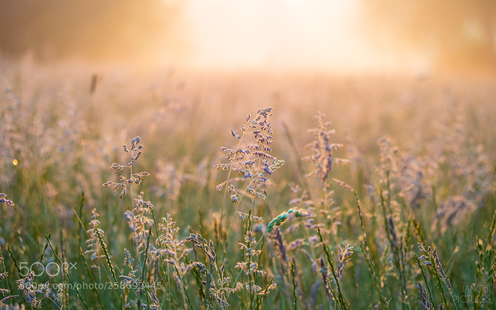 Olympus OM-D E-M5 II sample photo. On the meadow -2 photography