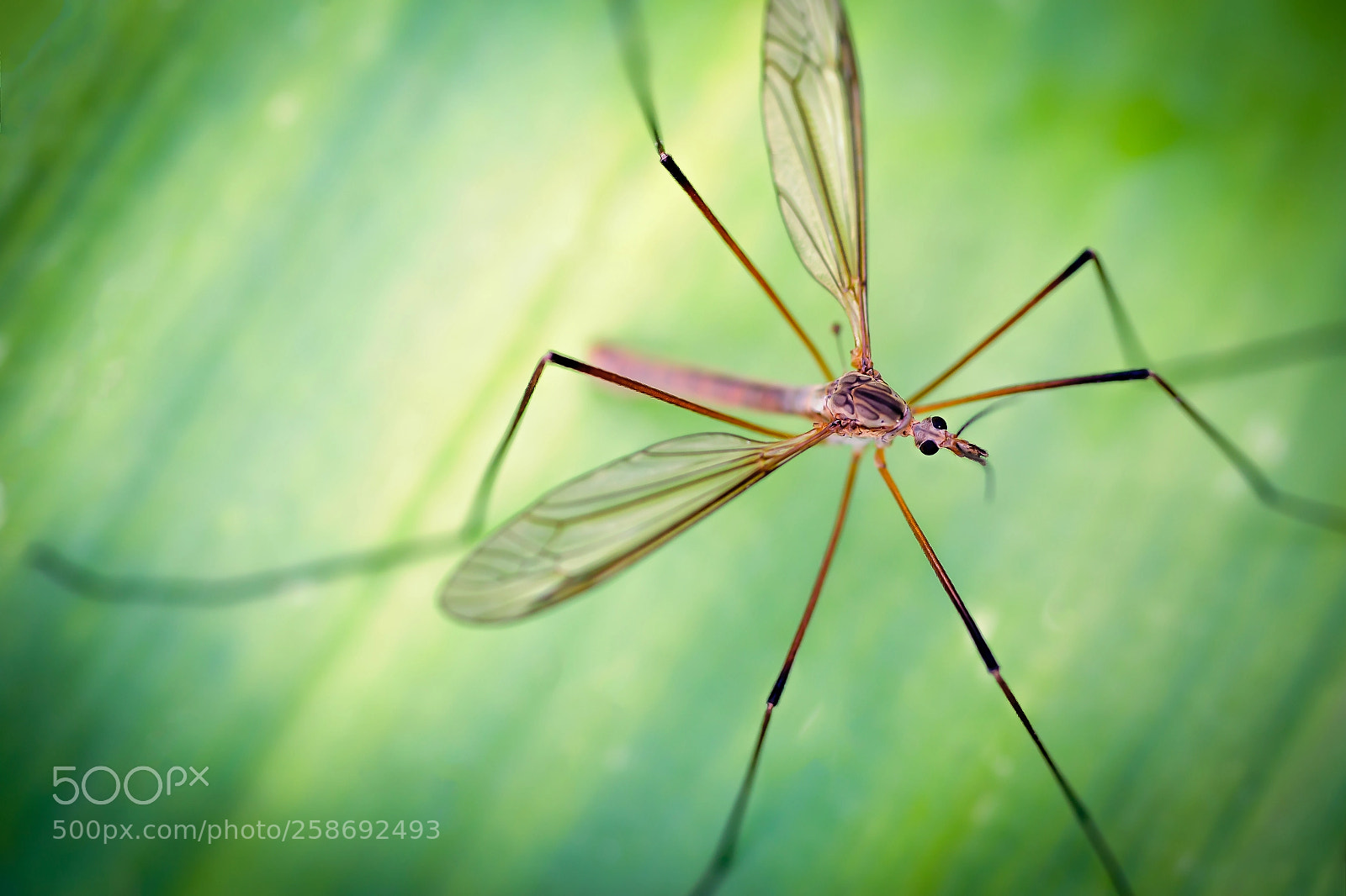 Canon EOS 6D sample photo. Long legs photography