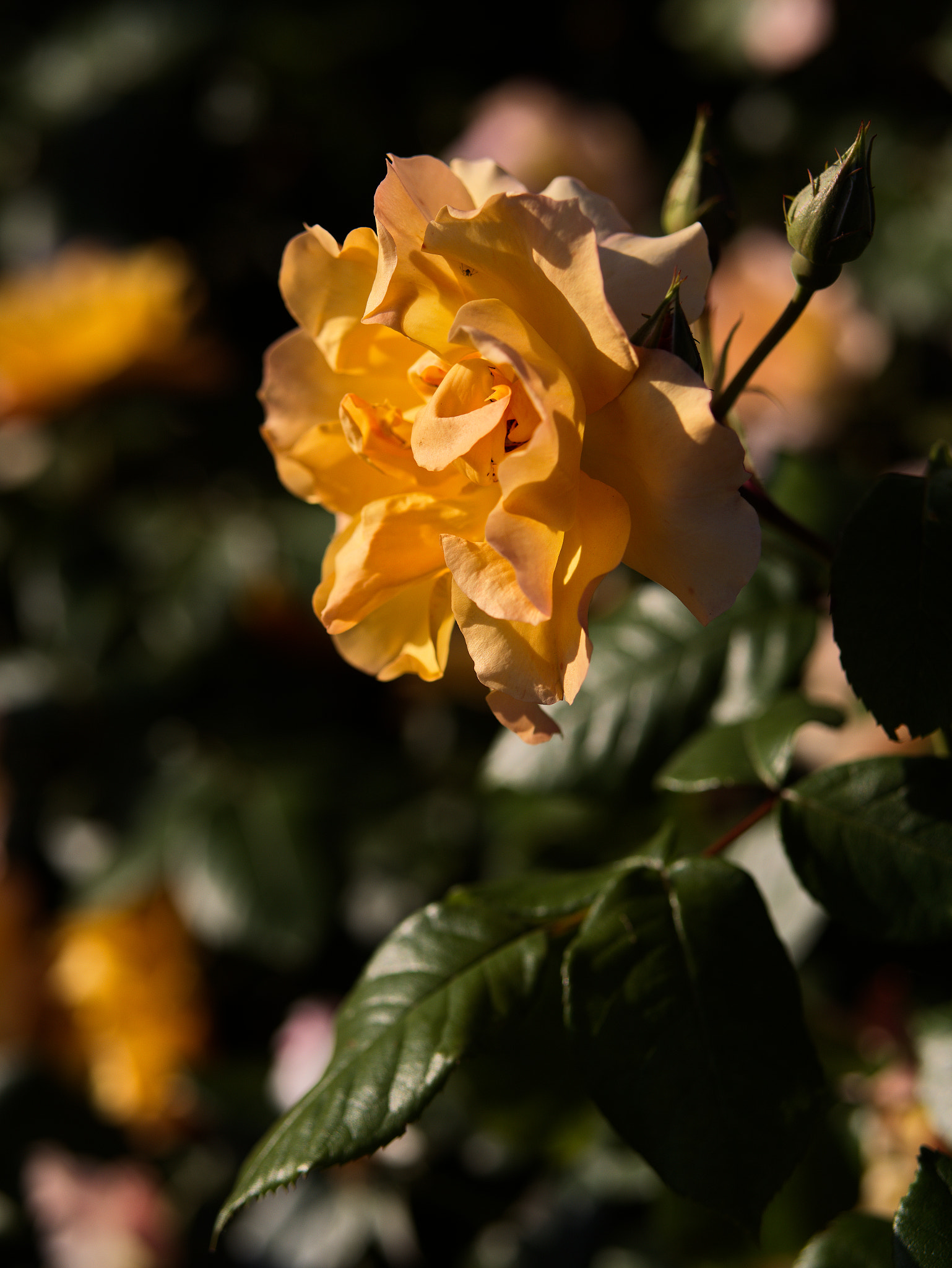 Panasonic Lumix DC-GX9 sample photo. Le printemps sur les parkings photography