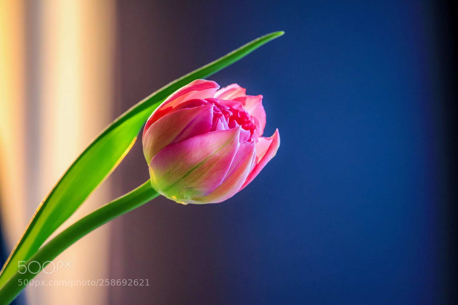 Canon EOS 650D (EOS Rebel T4i / EOS Kiss X6i) sample photo. Dutch tulip photography