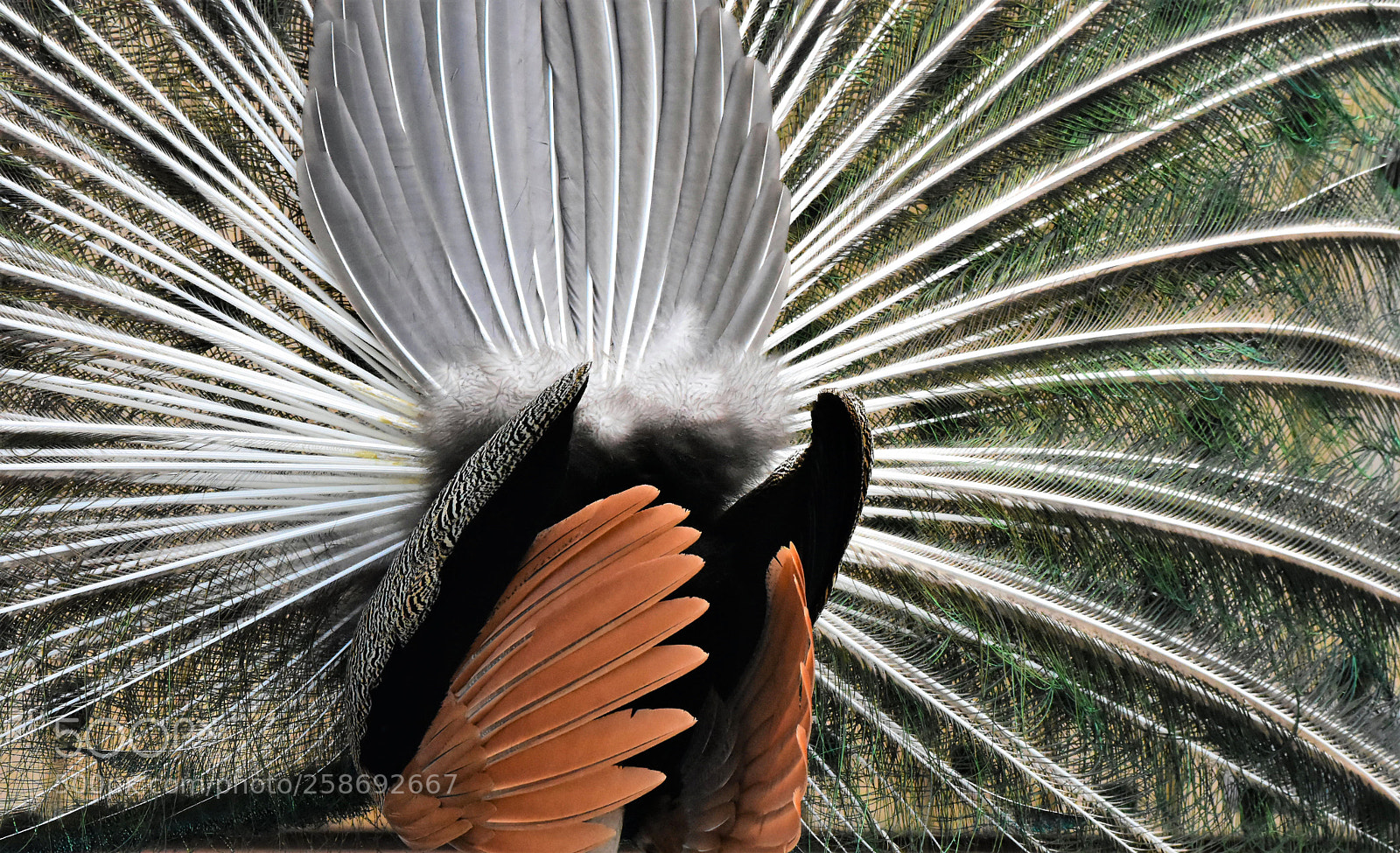 Nikon D7200 sample photo. The tail end... photography