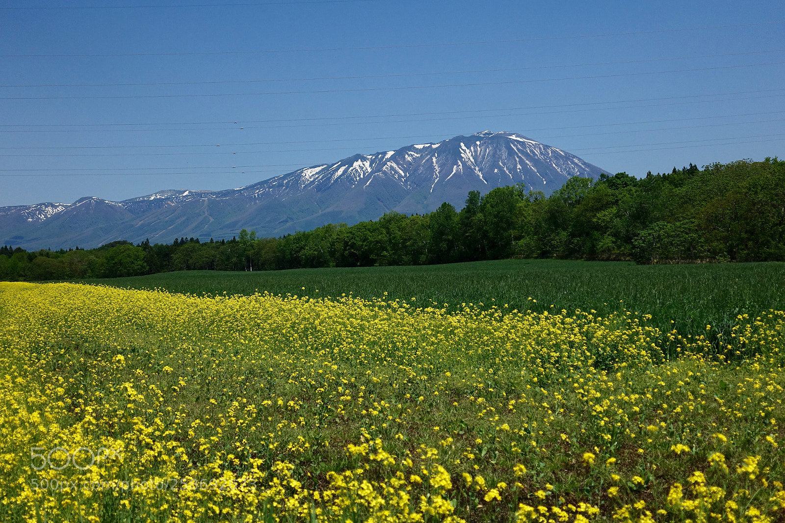 Sony Cyber-shot DSC-RX100 IV sample photo. Spring’s color photography