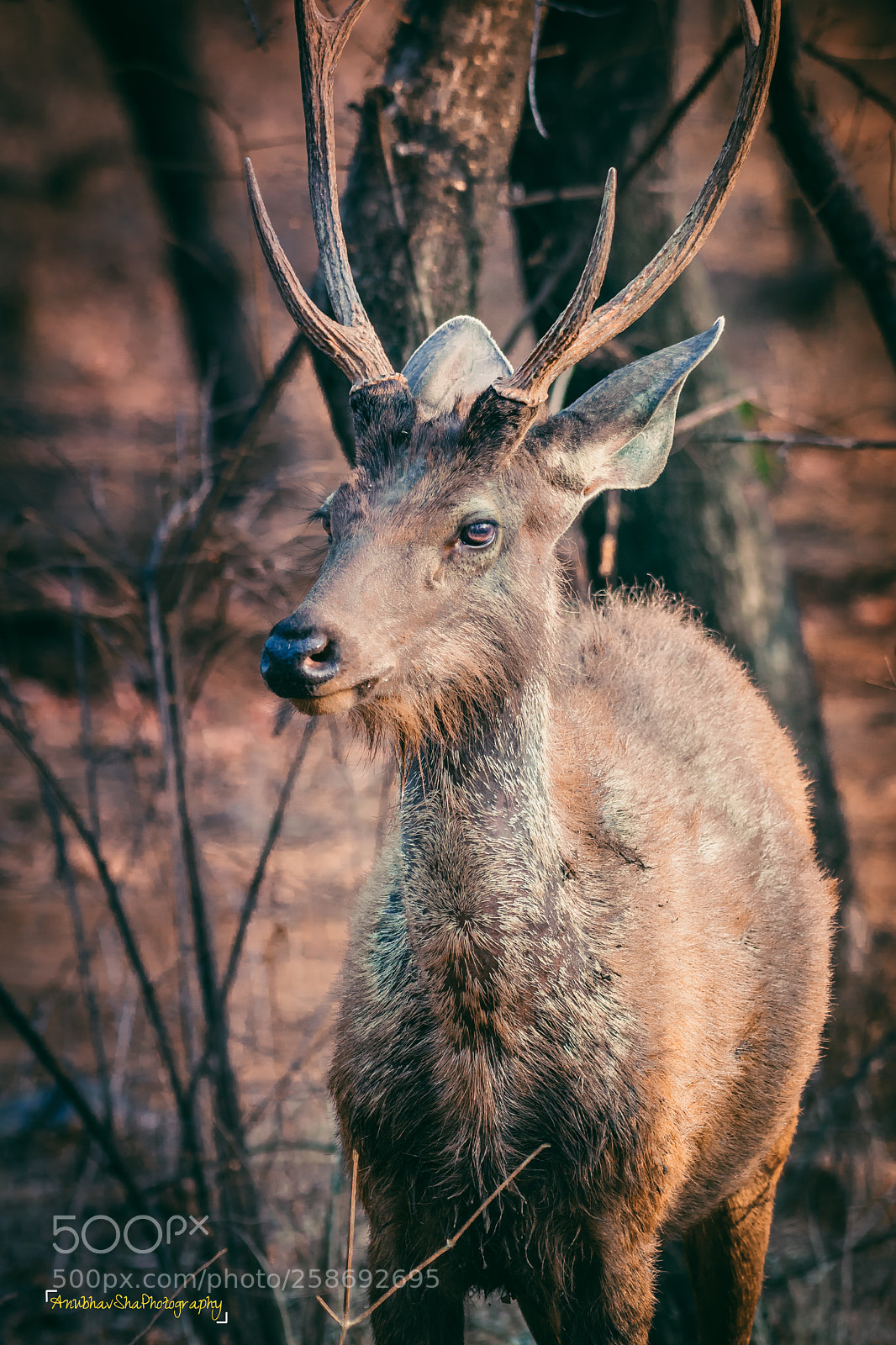 Nikon D5200 sample photo. Sambar deer photography