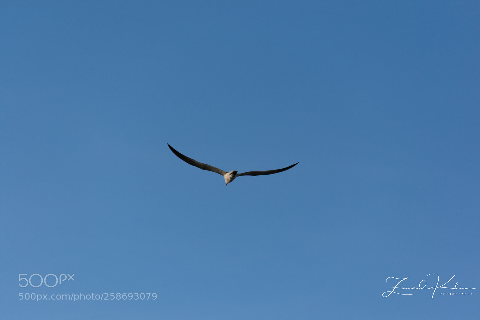 Nikon D3400 sample photo. Wingspan  photography