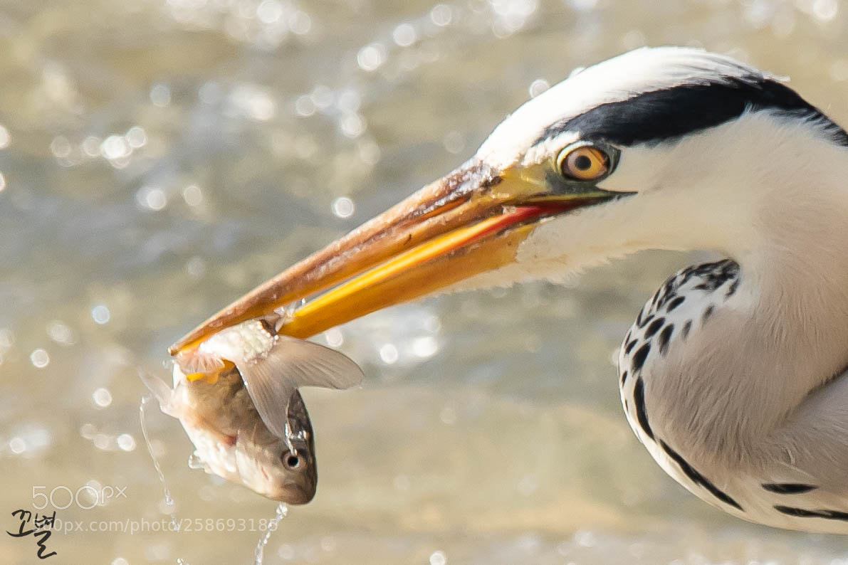 Canon EOS-1D X Mark II sample photo. Greyheron photography