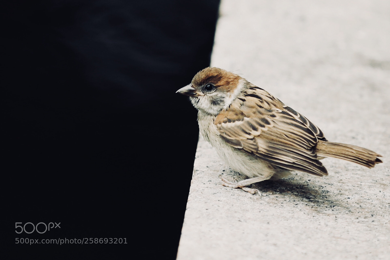 Canon EOS 5D Mark IV sample photo. 麻雀 photography