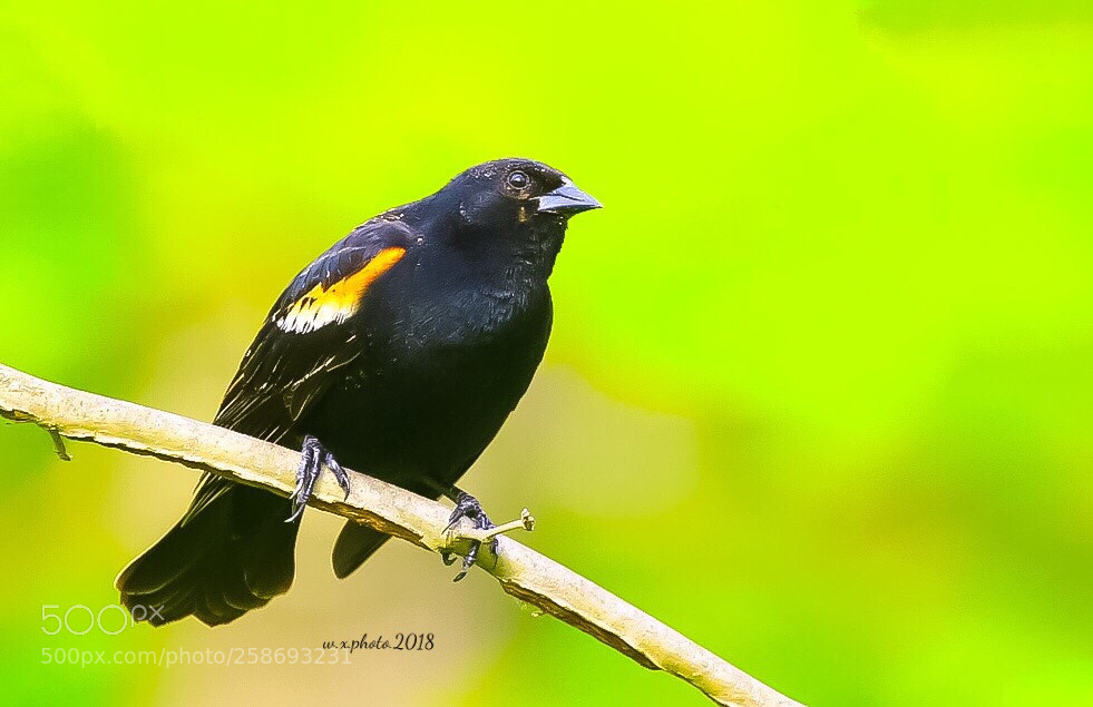 Canon EOS 7D Mark II sample photo. Red- winged blackbird photography