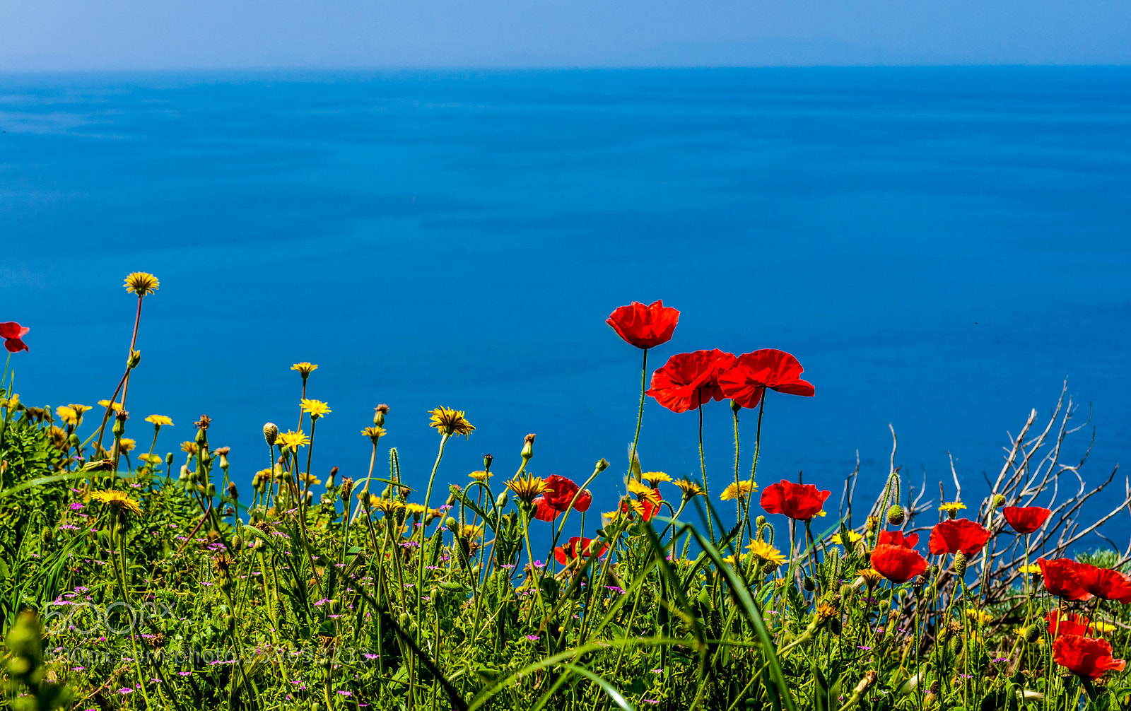 Nikon D90 sample photo. Poppies meadow on the photography