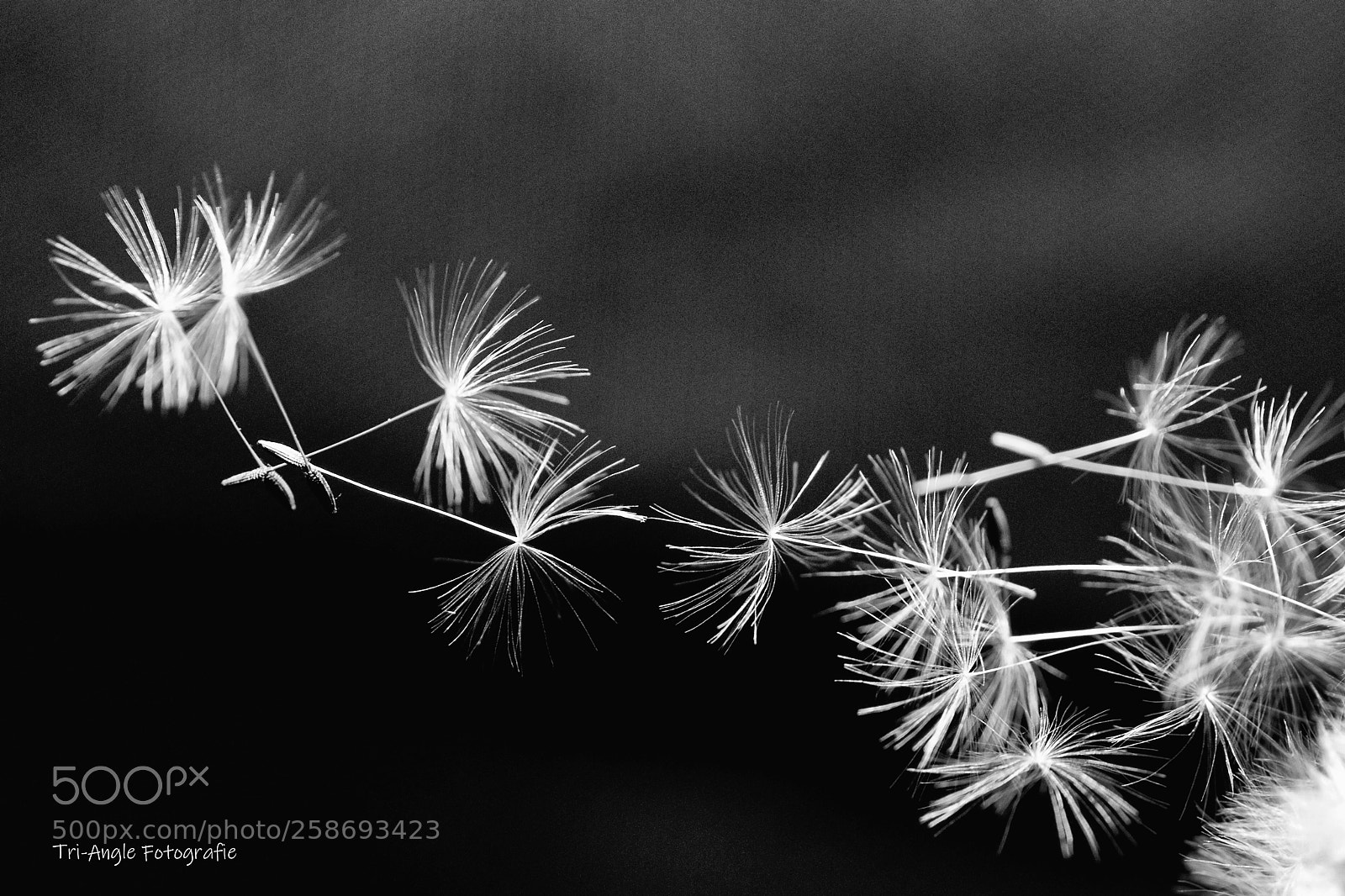Nikon D300S sample photo. Atristic view of a photography