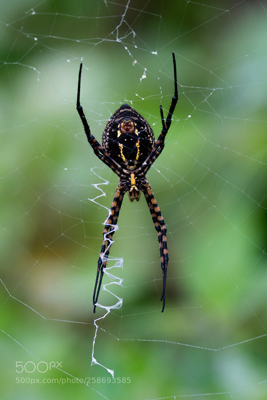 Canon EOS 100D (EOS Rebel SL1 / EOS Kiss X7) sample photo. Spider photography