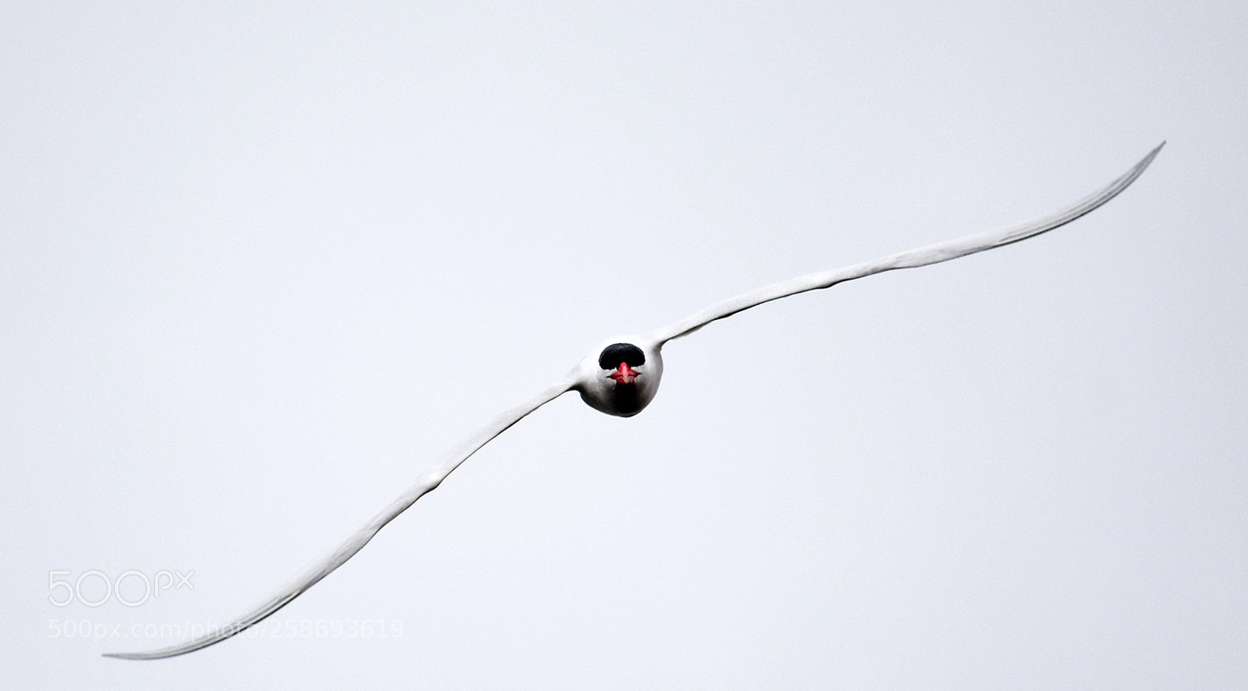 Nikon D3400 sample photo. Caspian tern/ sterne caspienne photography