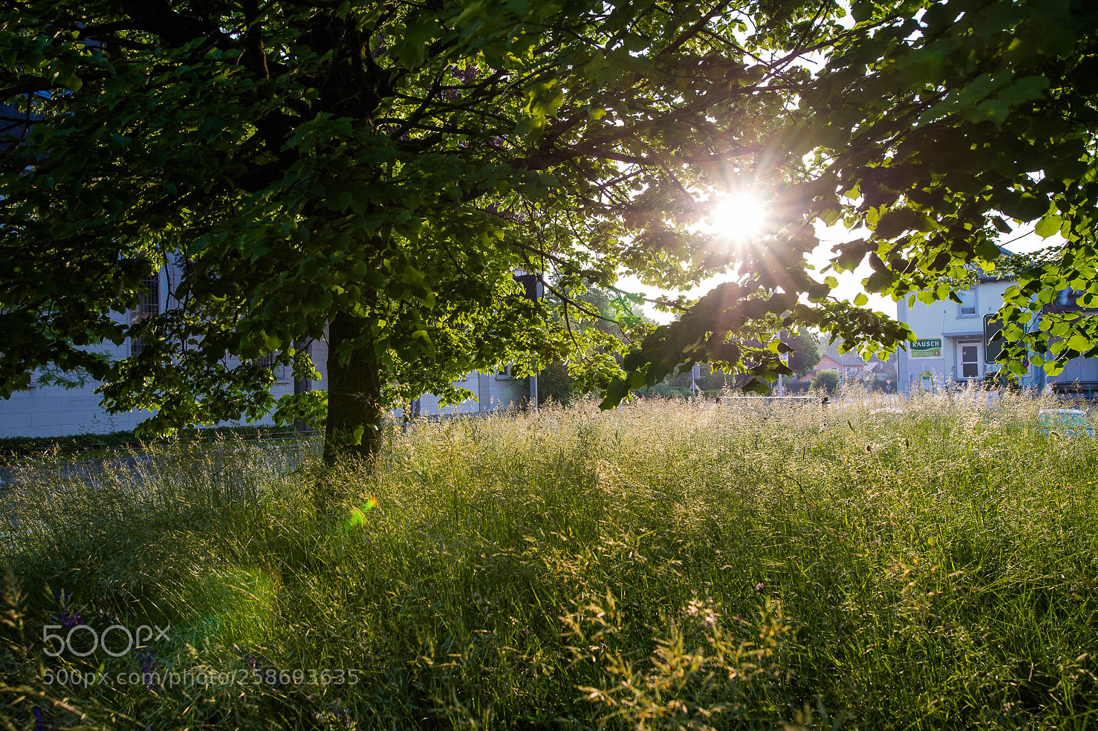 Nikon D4 sample photo. Vorsommer photography
