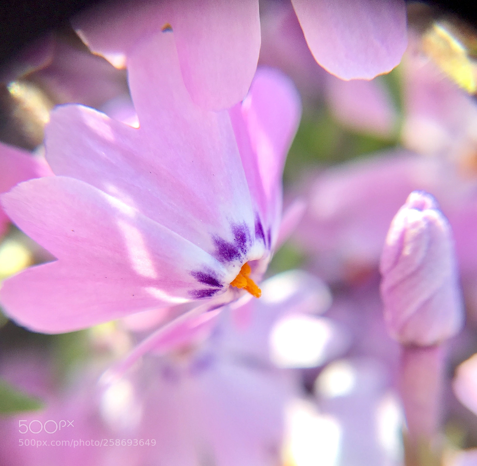 Apple iPhone SE sample photo. Moss phlox photography
