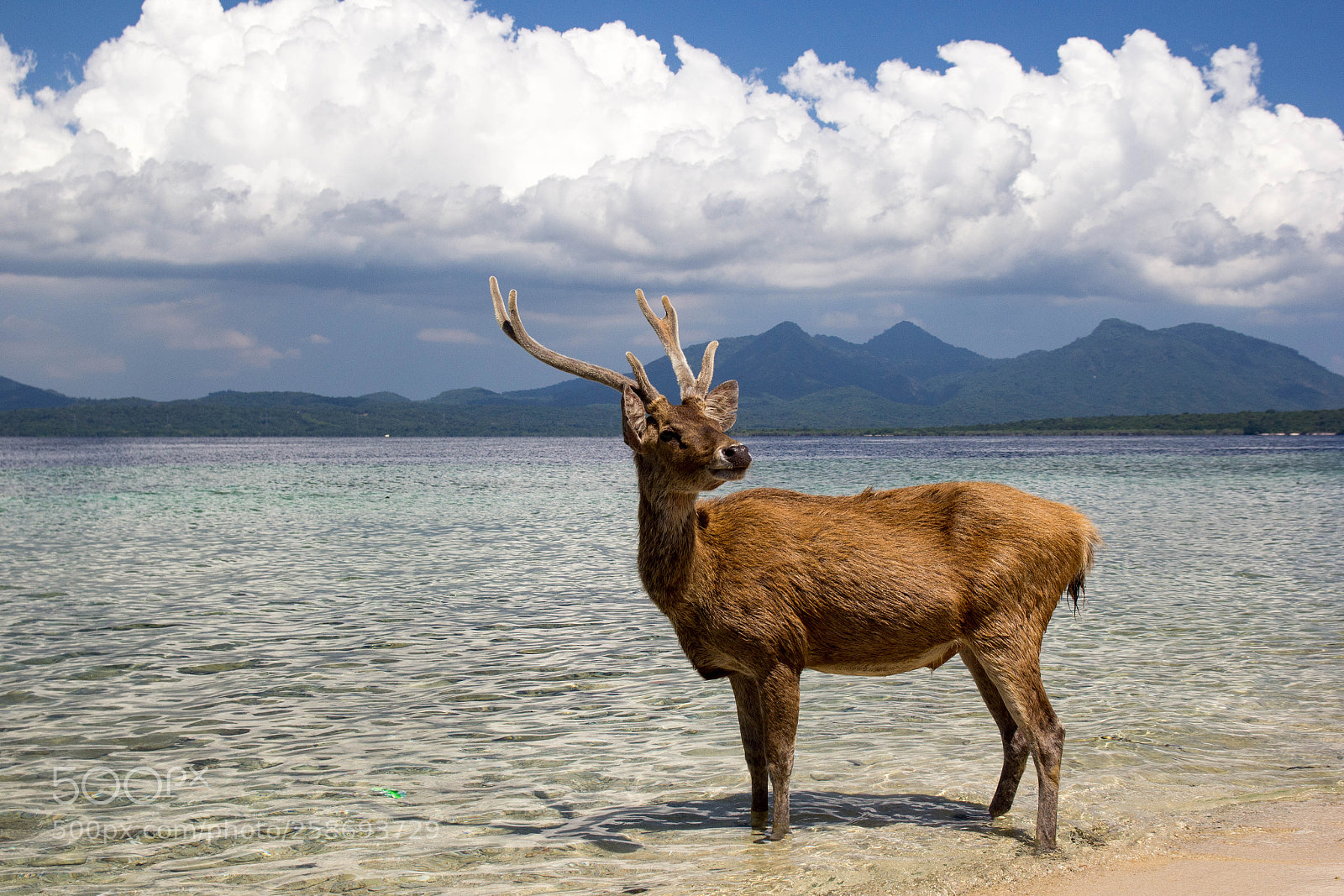 Canon EOS 60D sample photo. Deer island photography