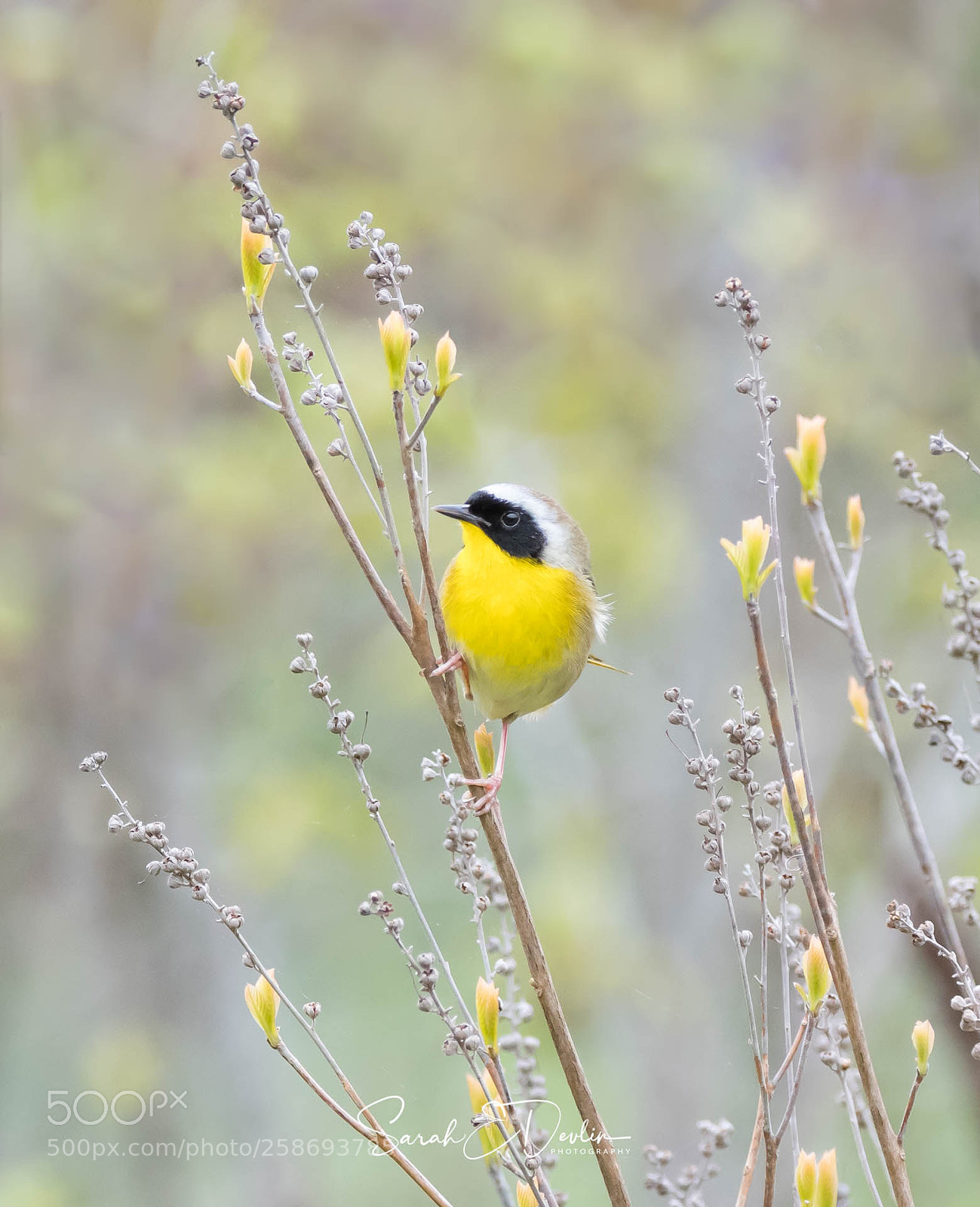 Nikon D500 sample photo. Common yellowthroat photography