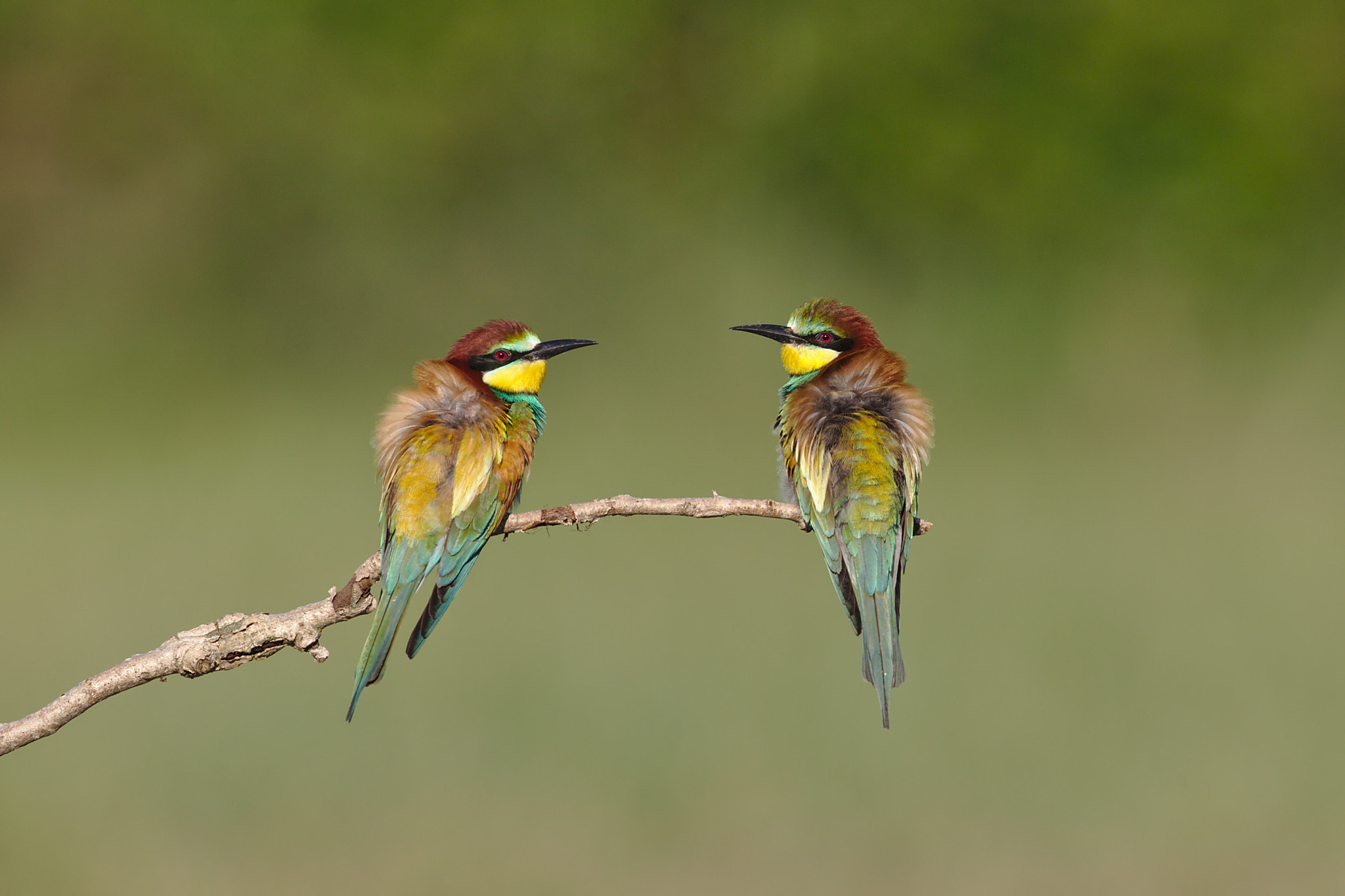 Canon EF 300mm F2.8L IS II USM sample photo. Guêpiers d'europe photography