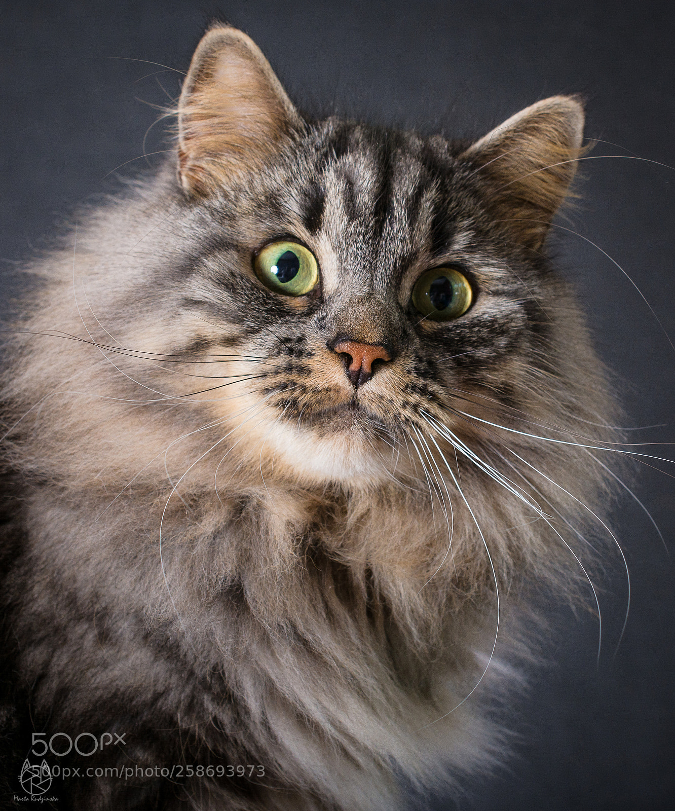 Nikon D7100 sample photo. Belial, my siberian cat photography