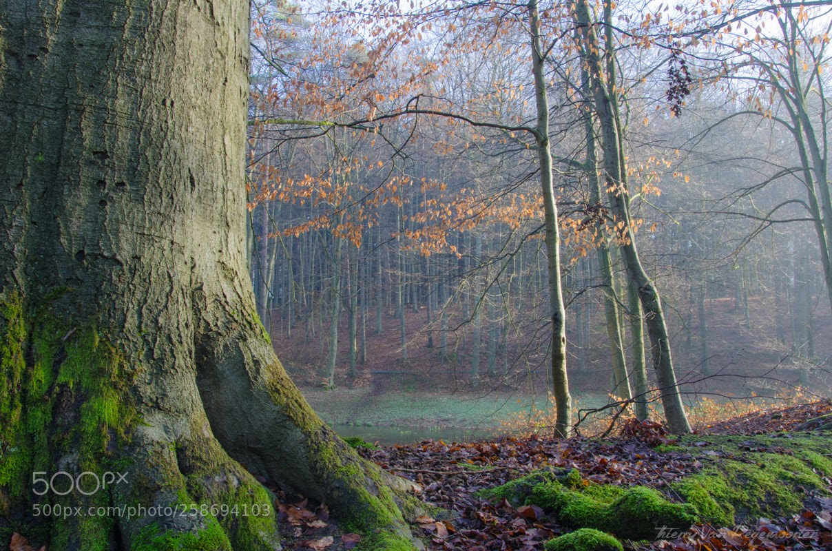 Nikon D7000 sample photo. Forêt de soignes photography