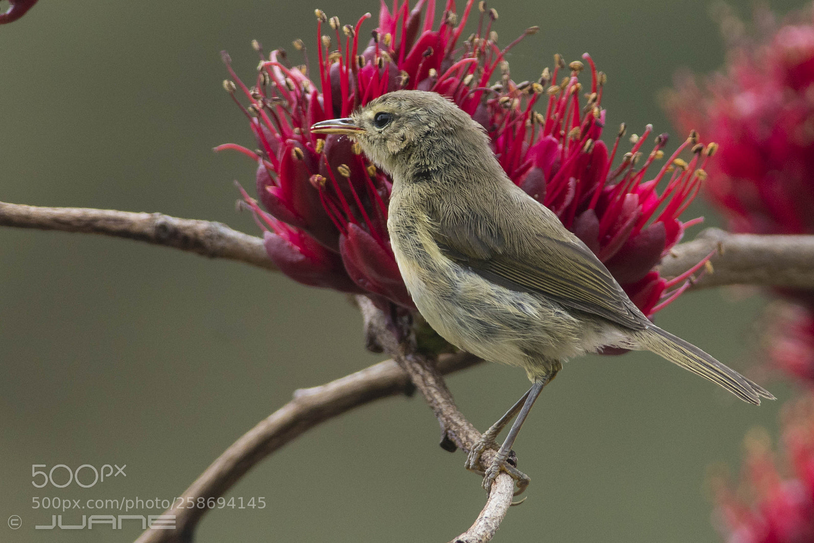 Sony a6300 sample photo. Mosquitero canario - phylloscopus photography