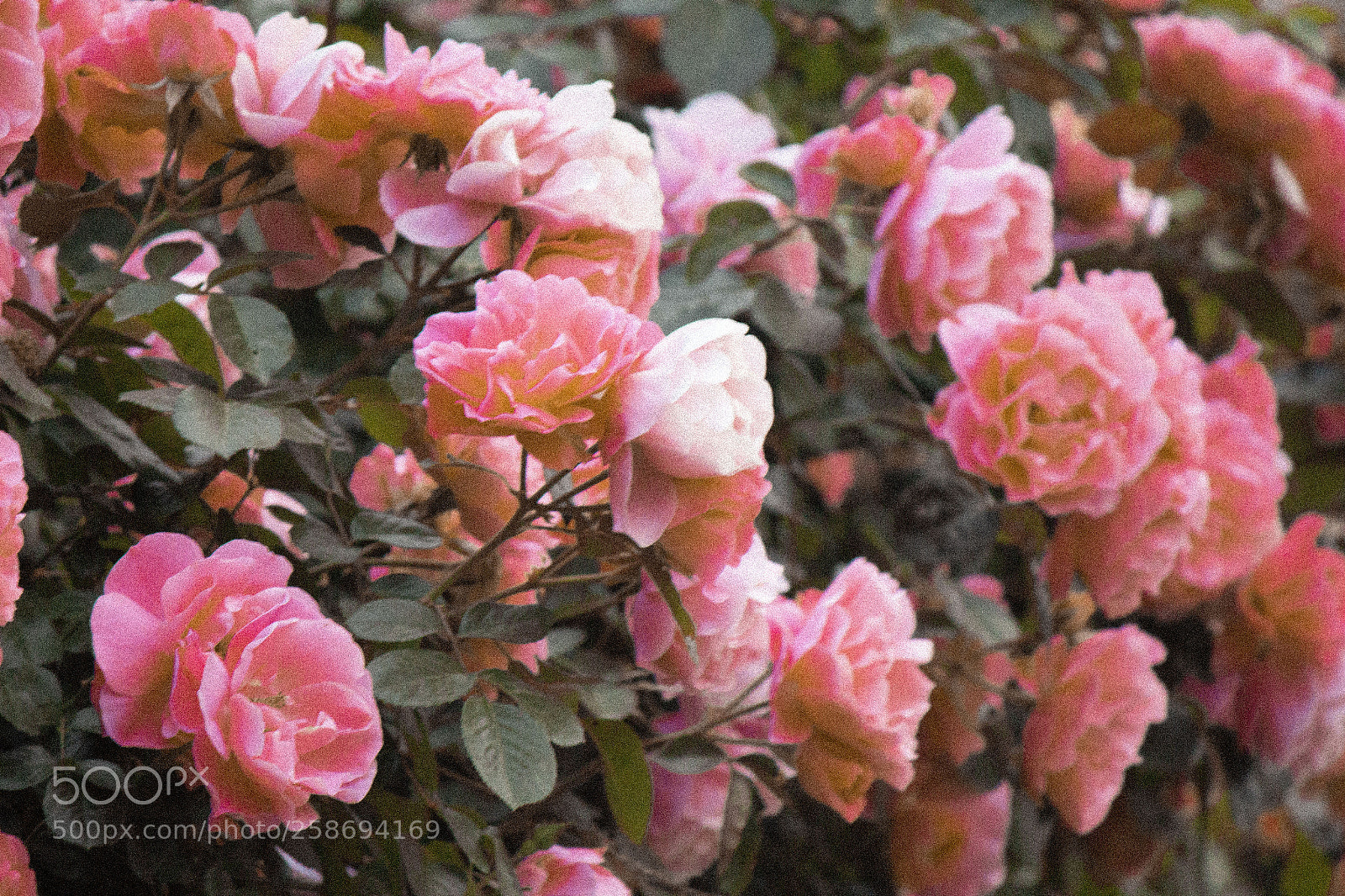 Canon EOS 650D (EOS Rebel T4i / EOS Kiss X6i) sample photo. Img photography
