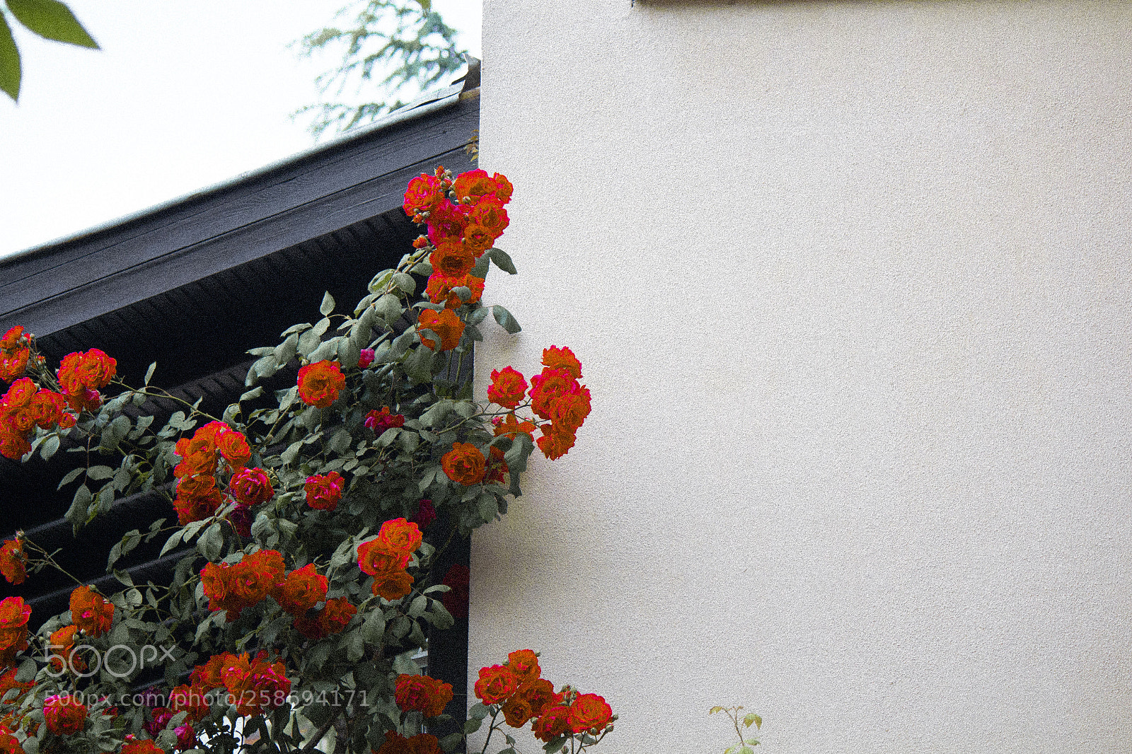 Canon EOS 650D (EOS Rebel T4i / EOS Kiss X6i) sample photo. Img photography