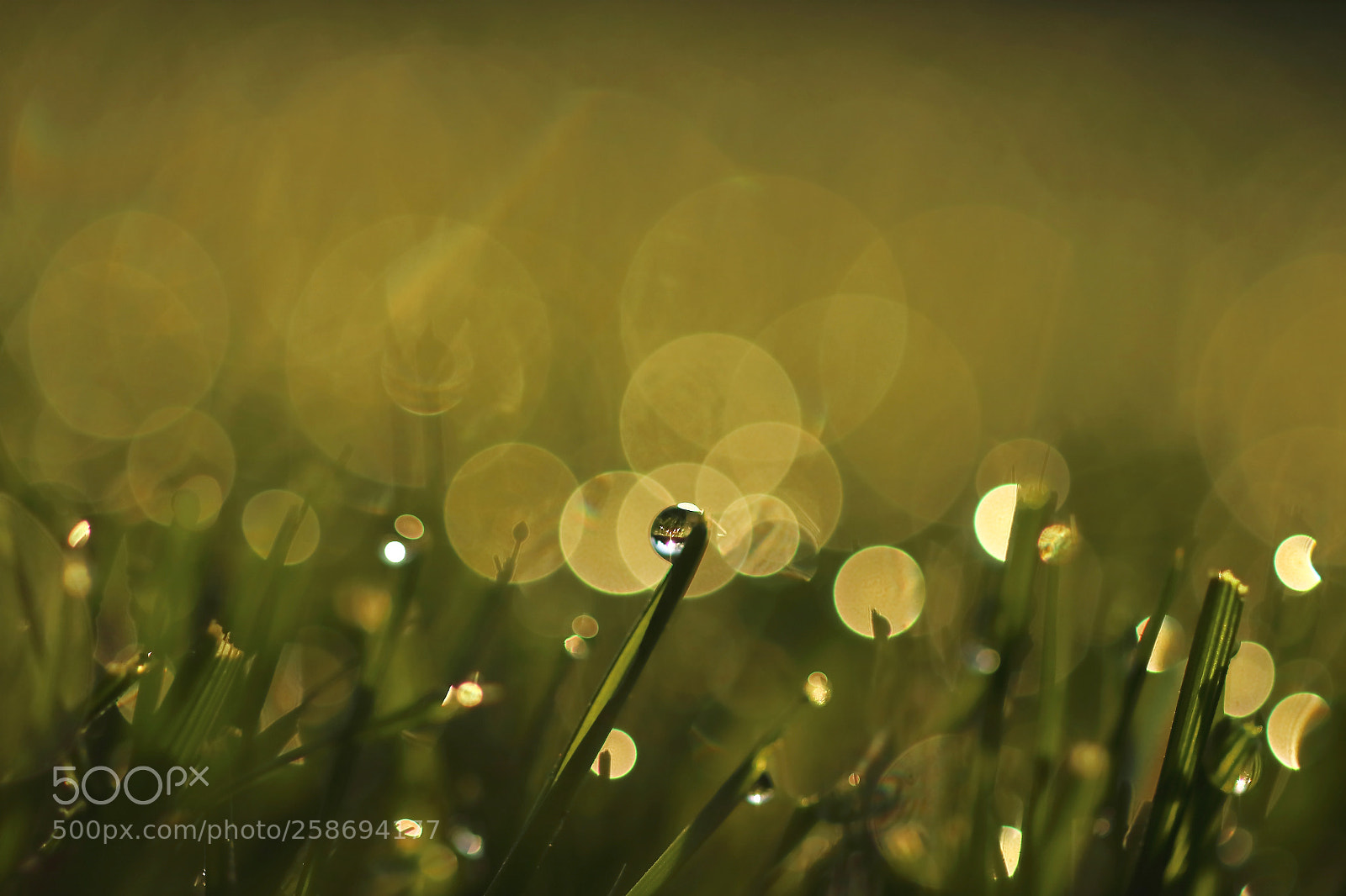 Canon EOS 7D Mark II sample photo. Life by the drop photography