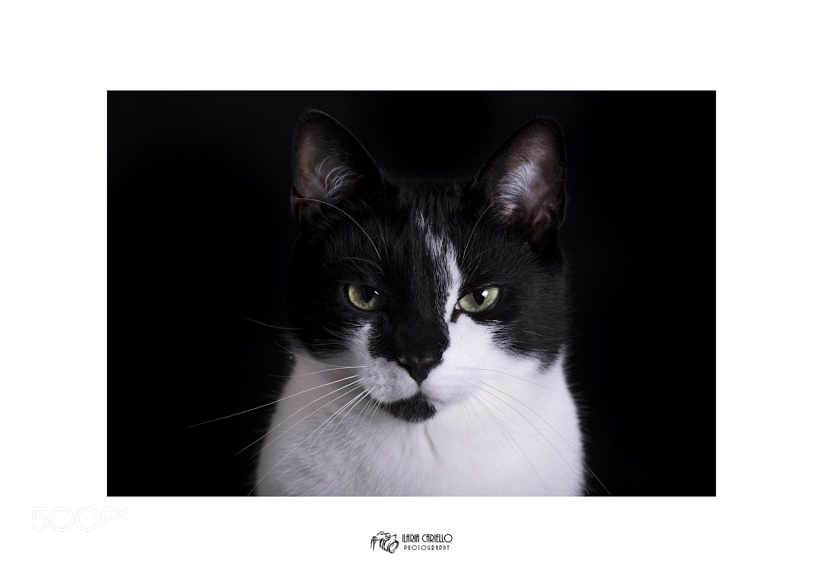 Canon EOS 6D Mark II sample photo. A cat named altaiir. photography
