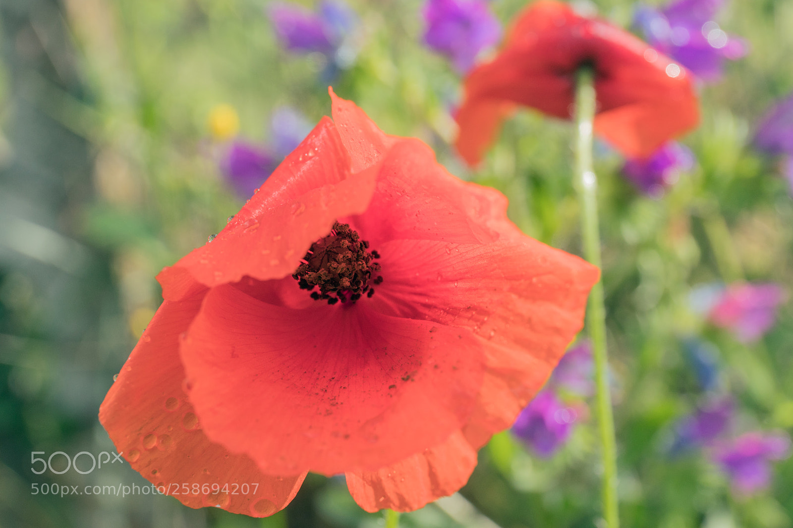 Canon EOS 6D Mark II sample photo. Poppies photography