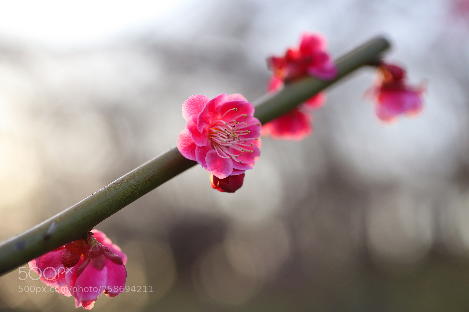 Canon EOS 6D sample photo. Small blossoms in the photography