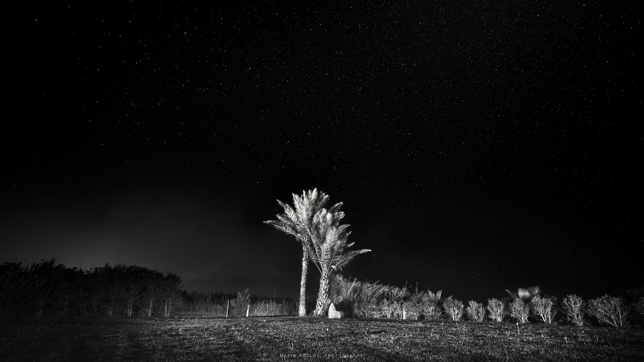 Hasselblad H6D-100C sample photo. Two palm trees. photography