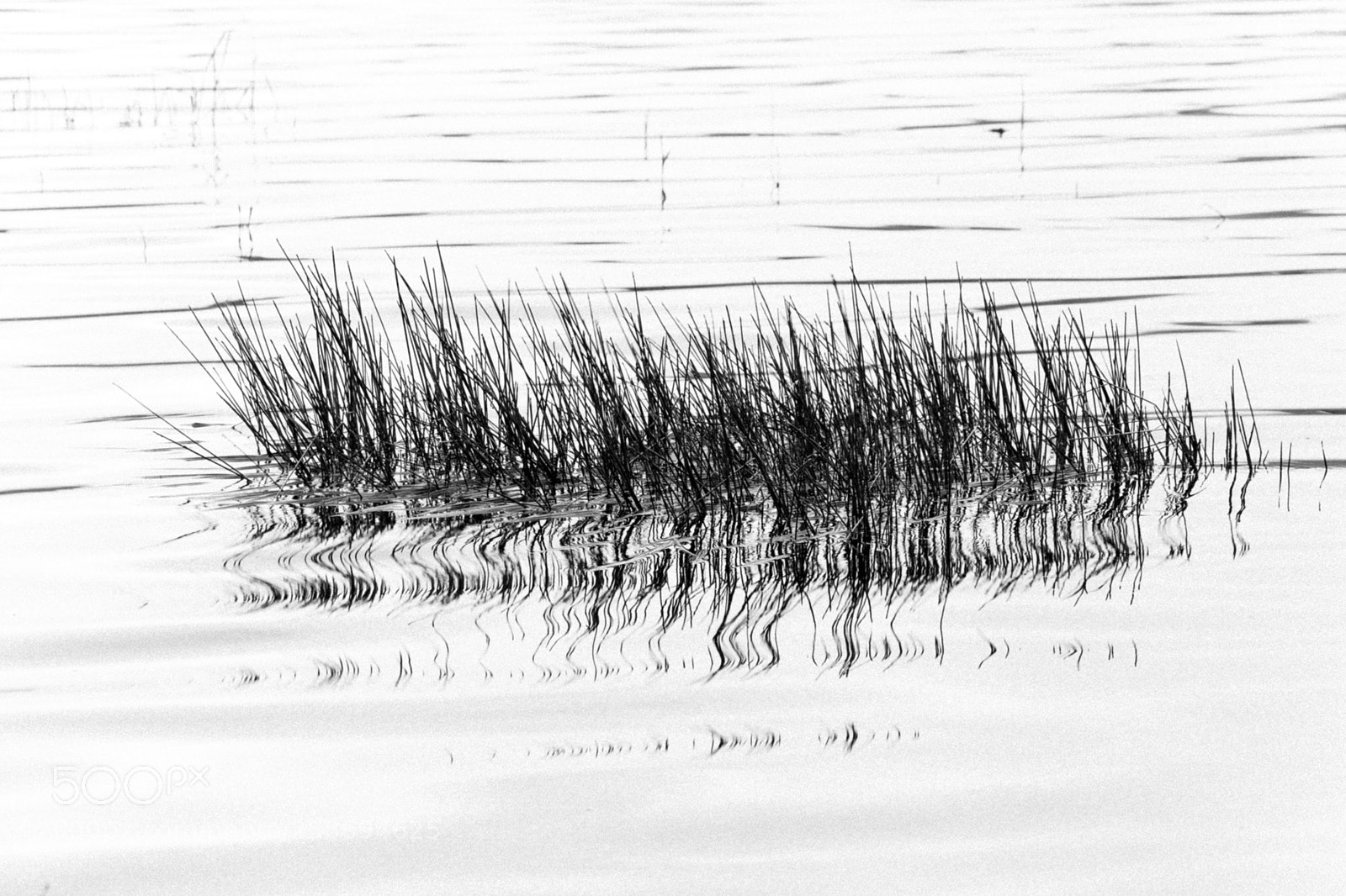 Nikon D5200 sample photo. Grass photography