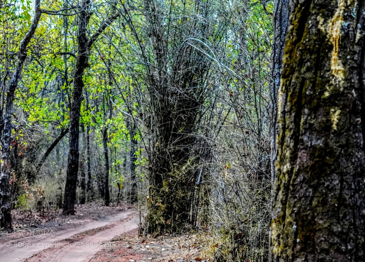 Sony a7R III sample photo. Jungle road photography
