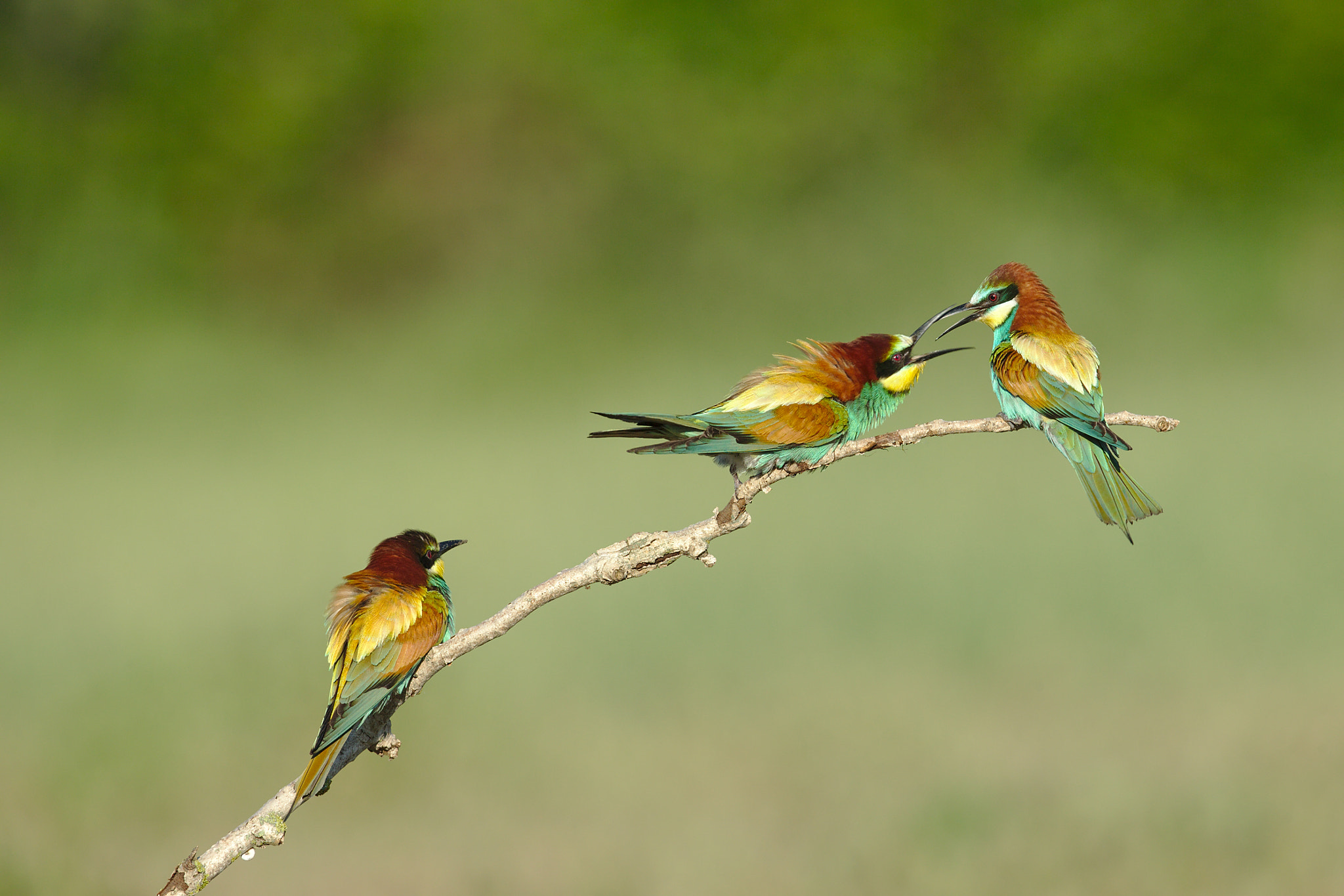 Canon EOS-1D X + Canon EF 300mm F2.8L IS II USM sample photo. Guêpiers d'europe photography