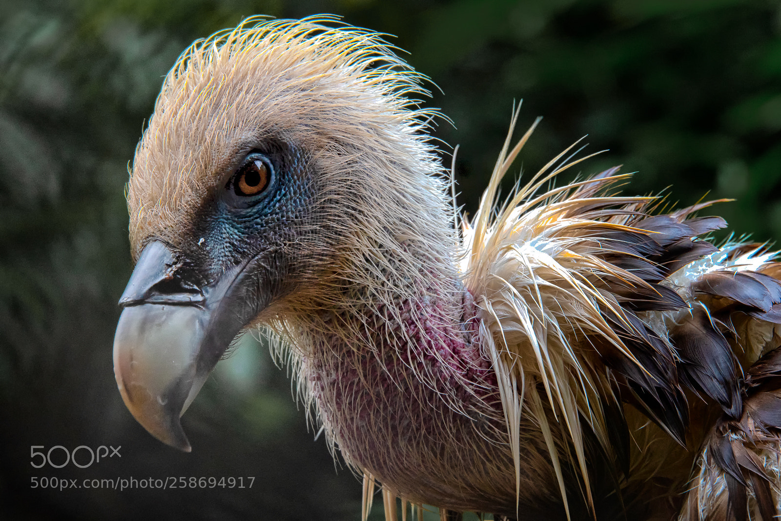 Nikon D810 sample photo. Vulture photography