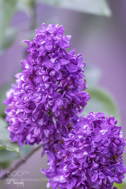 Canon EOS 650D (EOS Rebel T4i / EOS Kiss X6i) sample photo. Purple flower photography