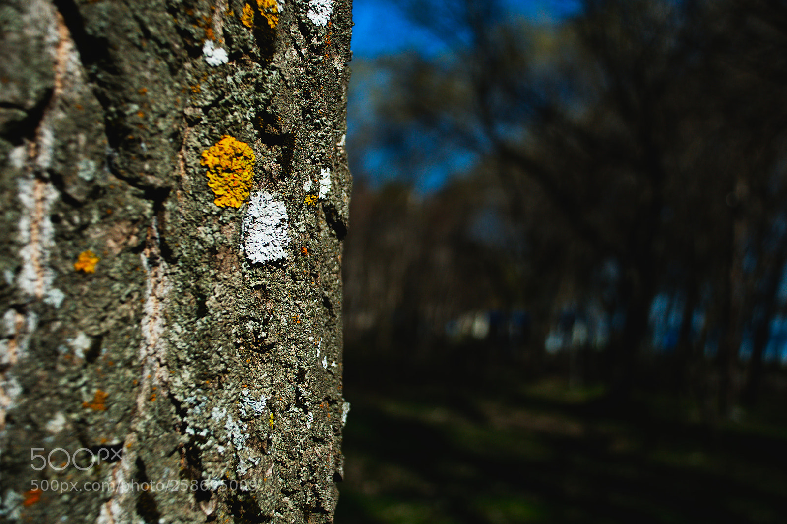 Nikon D5000 sample photo. Old tree photography