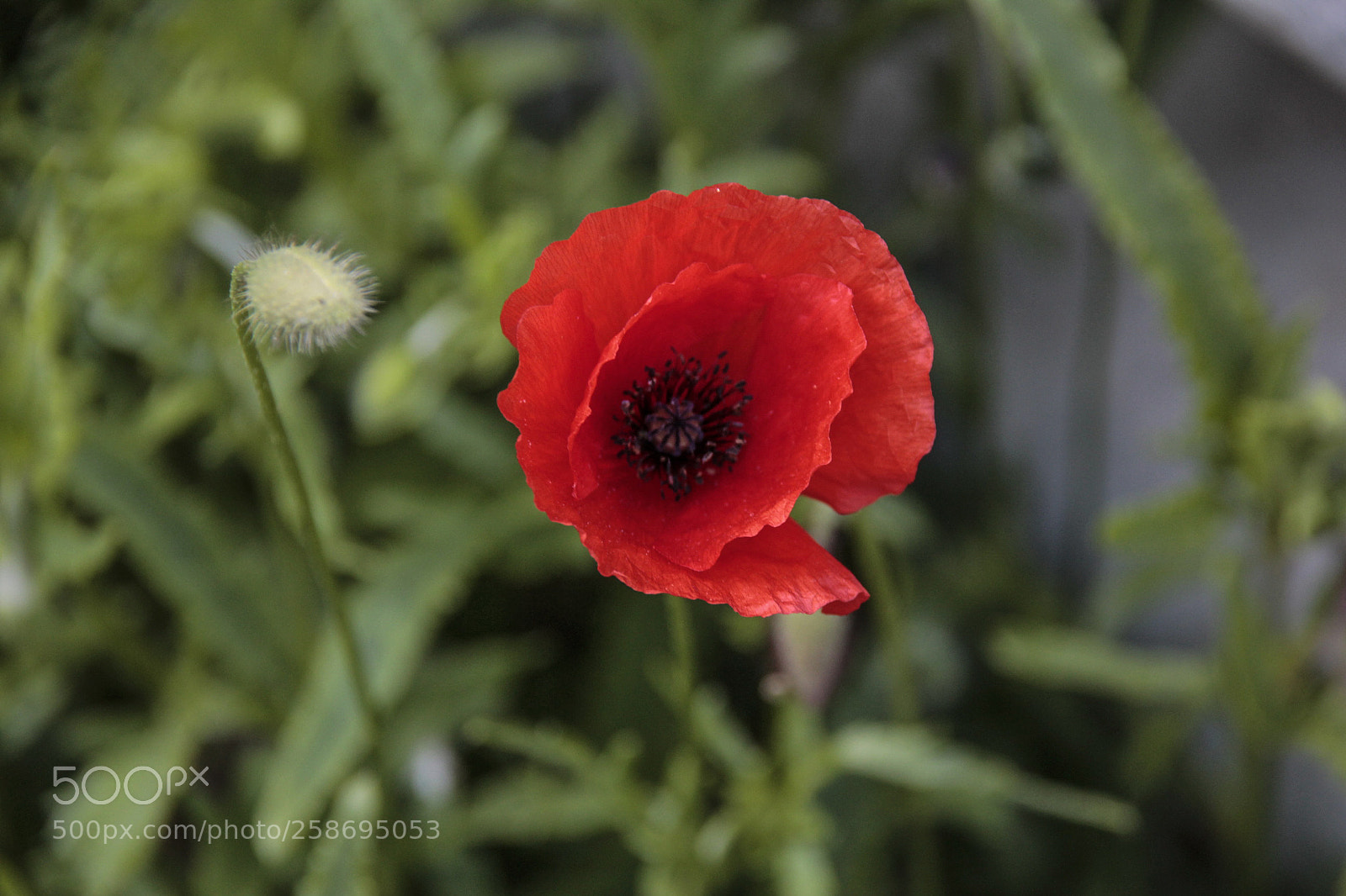 Canon EOS 550D (EOS Rebel T2i / EOS Kiss X4) sample photo. T-photograpy by elisabetta photography