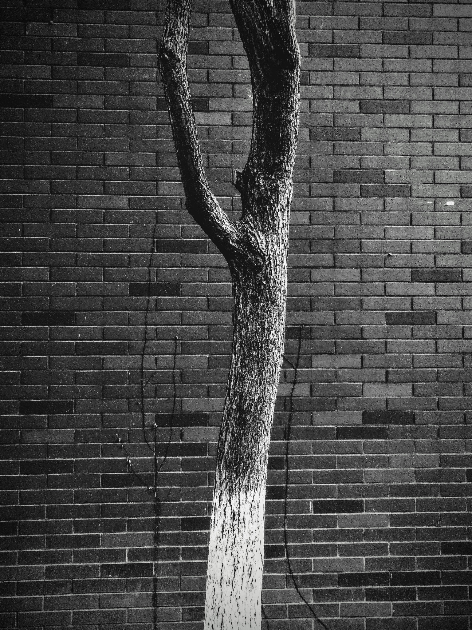 vivo X9S sample photo. Tree photography