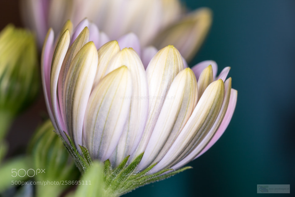 Canon EOS 7D Mark II sample photo. The white knot photography