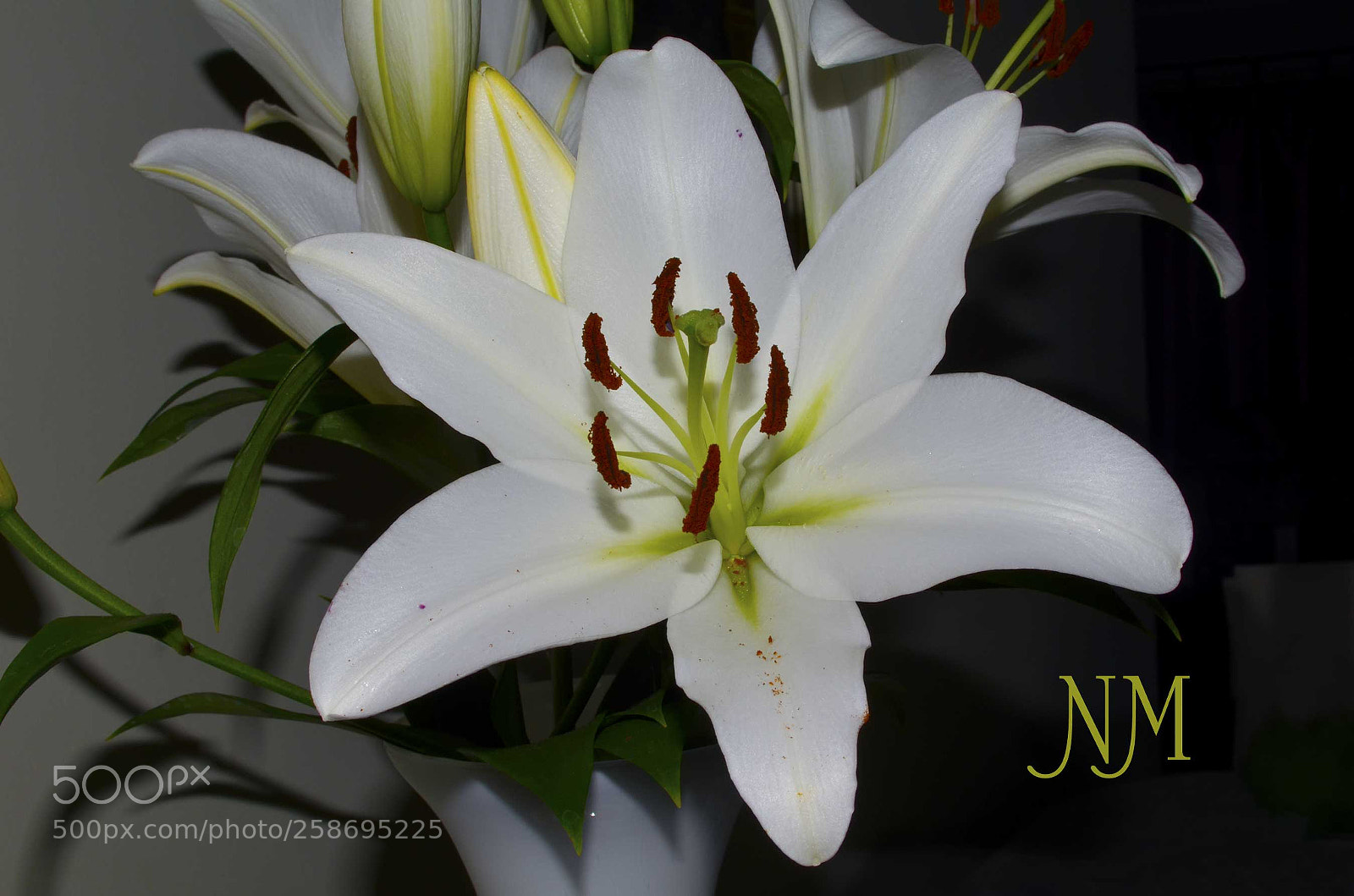 Nikon D5100 sample photo. Open white lily photography