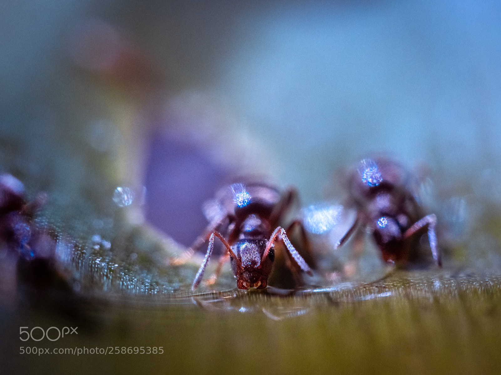 Olympus OM-D E-M1 Mark II sample photo. Ants photography