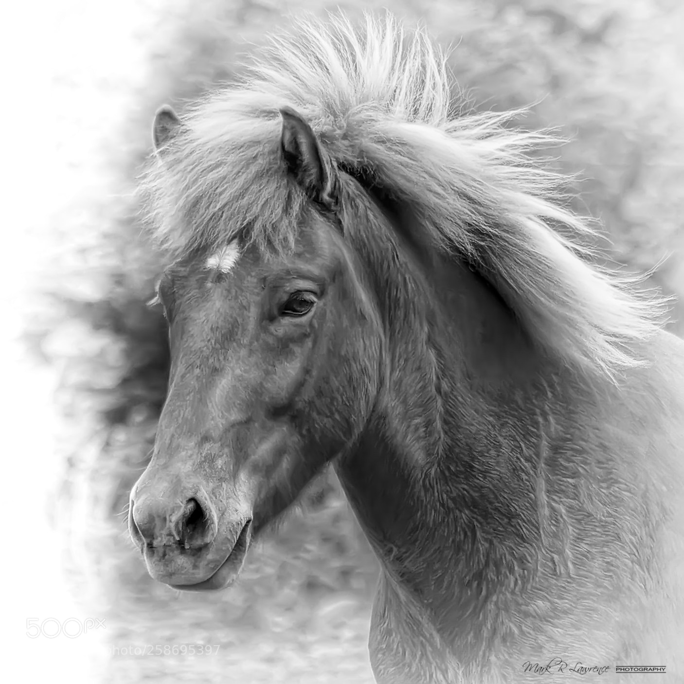 Nikon D810 sample photo. Skapti photography