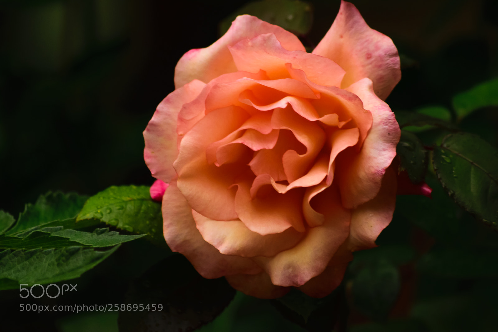 Nikon D5300 sample photo. Rose photography