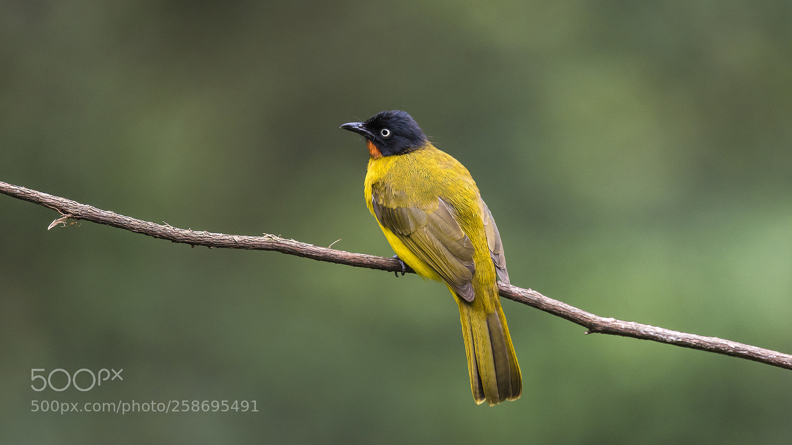Nikon D750 sample photo. Flame throated bulbul @ munnar photography