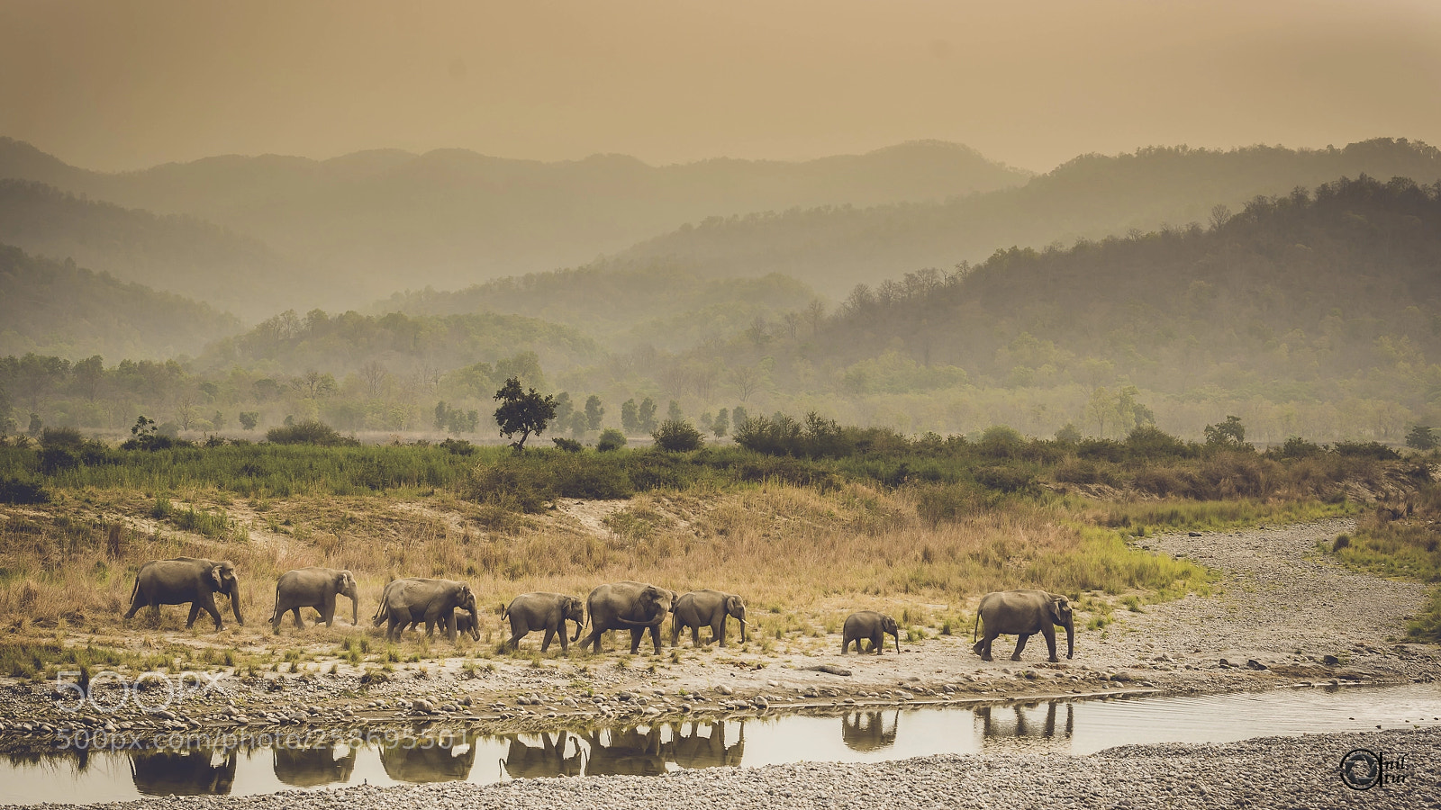 Nikon D750 sample photo. Elephants - march in photography